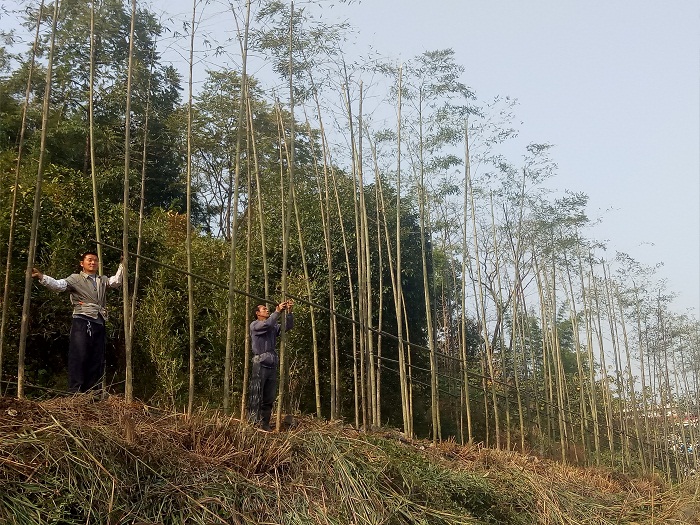 宜长兴造竹.jpg