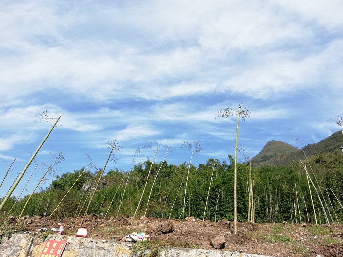 已种植.jpg